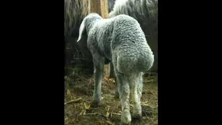 Miei vânduți cu rezervare, pe liste de așteptare, la Botoșani. „Din punct de vedere gustativ sunt extraordinari. Au un depozit de grăsime la coadă