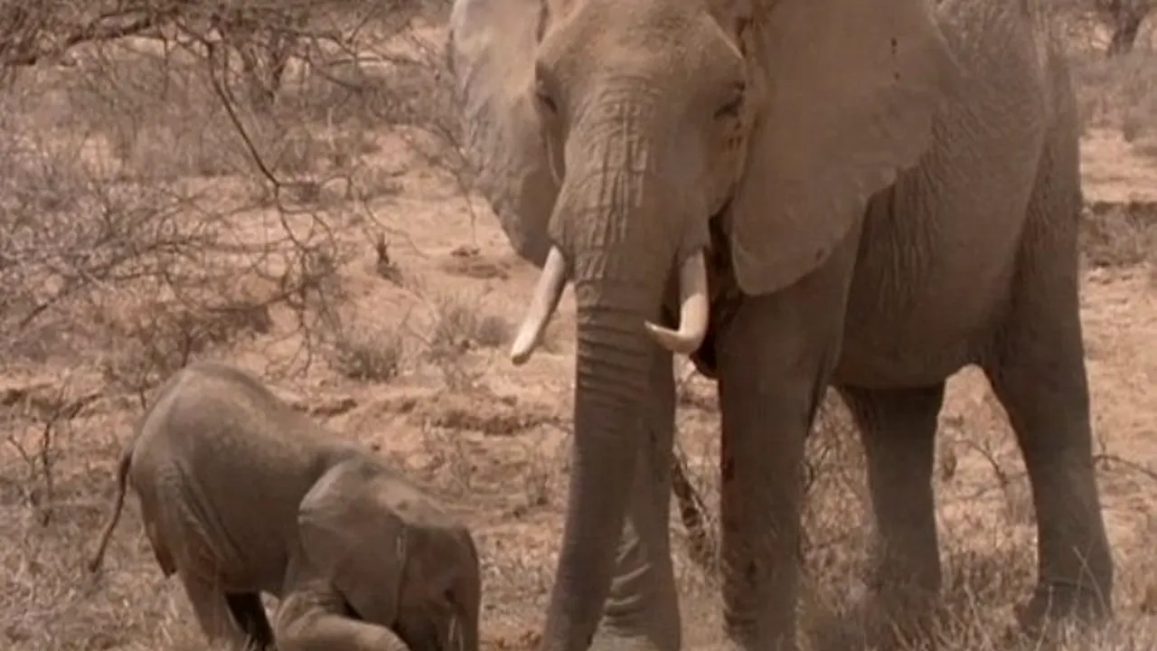 Imaginile emoționante cu animale care i-au adus postului BBC plângeri din partea telespectatorilor