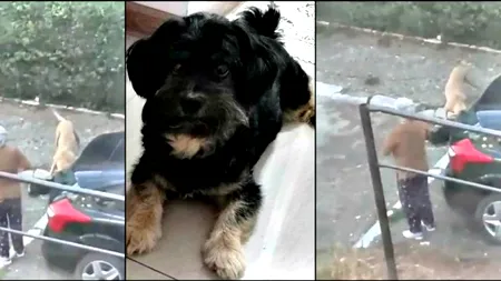Imagini șocante în Brăila, unde cățelul unei femei a fost sfâșiat de un pitbull scăpat dintr-o curte (VIDEO)