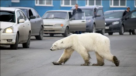 Expediție polară: Un urs din zona arctică, în mijlocul orașului, la peste 1.000 de kilometri de habitatul natural - FOTO / VIDEO 