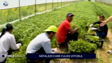 Producătorii agricoli locali nu mai găsesc MUNCITORI pe teritoriul țării noastre și apelează la forța de muncă din Nepal