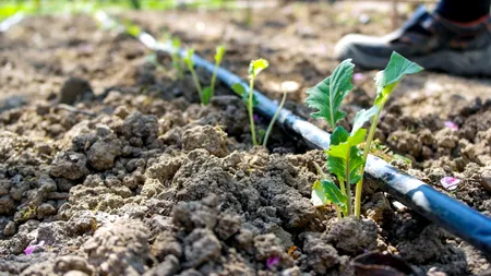 Primarul unei comune din Gorj, supărat pe cei care folosesc apa potabilă pentru a-și uda culturile: „I-aș împușca pe cei care iau dreptul altor oameni la civilizație”