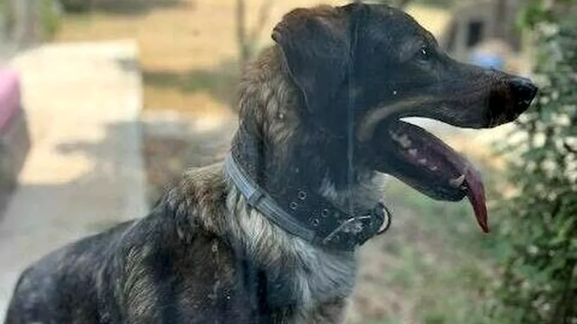 Toby, câinele care trăia de 5 ani în curtea sediului PNL, a ajuns la adăpost. Ludovic Orban acuză: „Epigonii instalaţi la ordin la butoanele partidului l-au alungat”