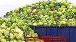 Dezastru în “patria verzei”. În cel mai mare bazin legumicol din Dâmbovița, 1 kilogram a ajuns să se vândă cu 40 de bani. Un producător face îndemn la unitate în negocierea prețului