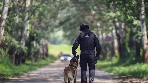 Dezastru la Centrul Chinologic al Poliției Române. „Ultimele generații de câini polițiști s-au născut cu boli genetice!”