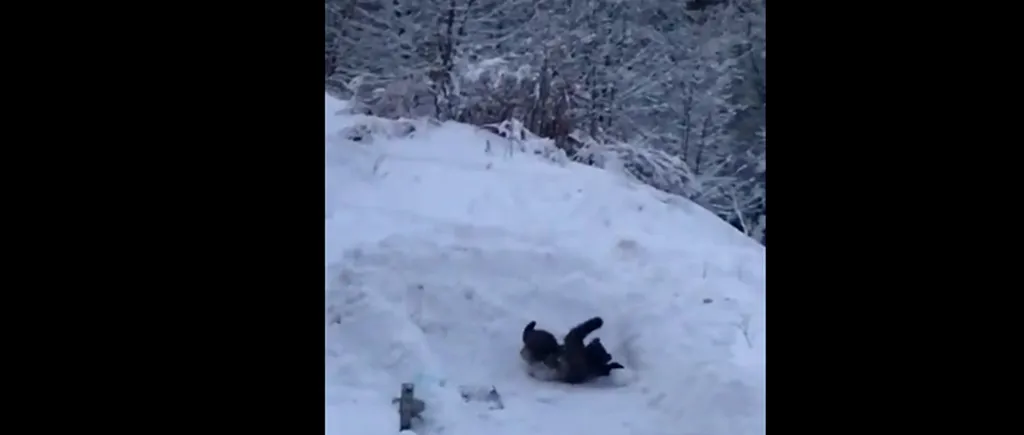 Spectacolul oferit de un URS, turiștilor din Predeal: Face tumbe, se joacă, se bucură de zăpadă