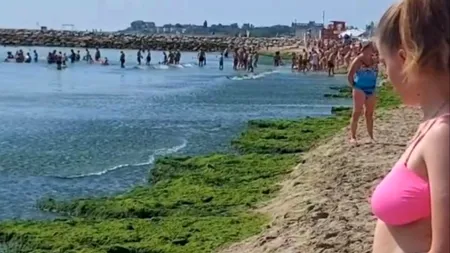 Turiștii sunt nemulțumiți de marea de ALGE de pe litoralul românesc. Oamenii fac slalom printre ele, ca să intre sau să iasă din apă