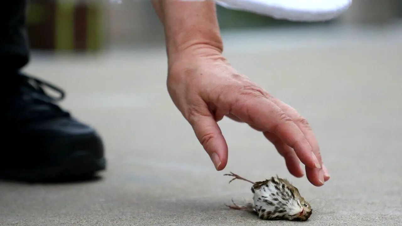 Cel puțin 1.000 de păsări au MURIT, într-o singură zi, după ce s-au ciocnit de o clădire din Chicago în timp ce migrau spre țările calde