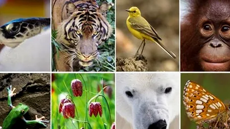 Cum arată harta la care s-a lucrat 20 de ani