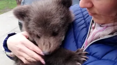 Un pui de urs, pierdut de mama lui, salvat din apele unui râu - VIDEO