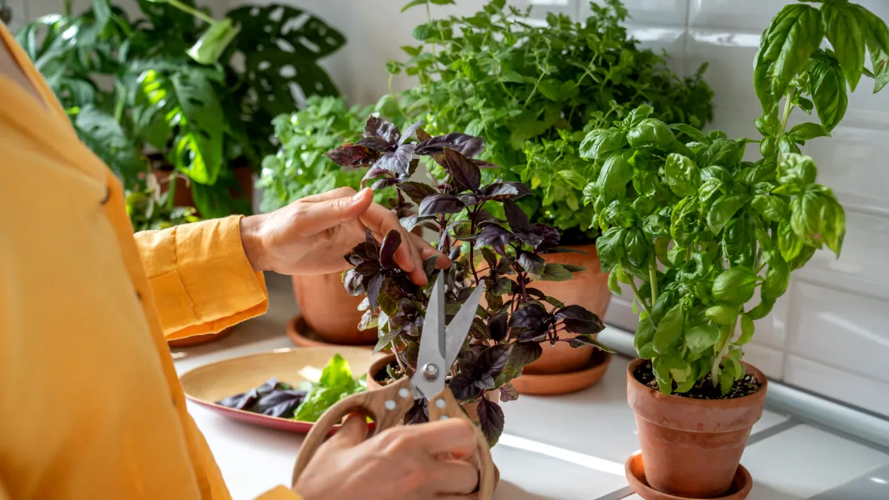 Ce plantă să ții în casă pentru a atrage norocul și prosperitatea, în luna martie. Este folosită și în gastronomie