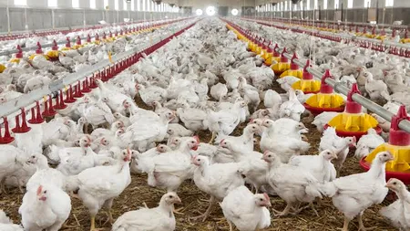 ANSVSA: Peste 1.500 de exploataţii comerciale care deţin 80% din efectivul de păsări sunt în pericol, din cauza extinderii focarelor de gripă aviară