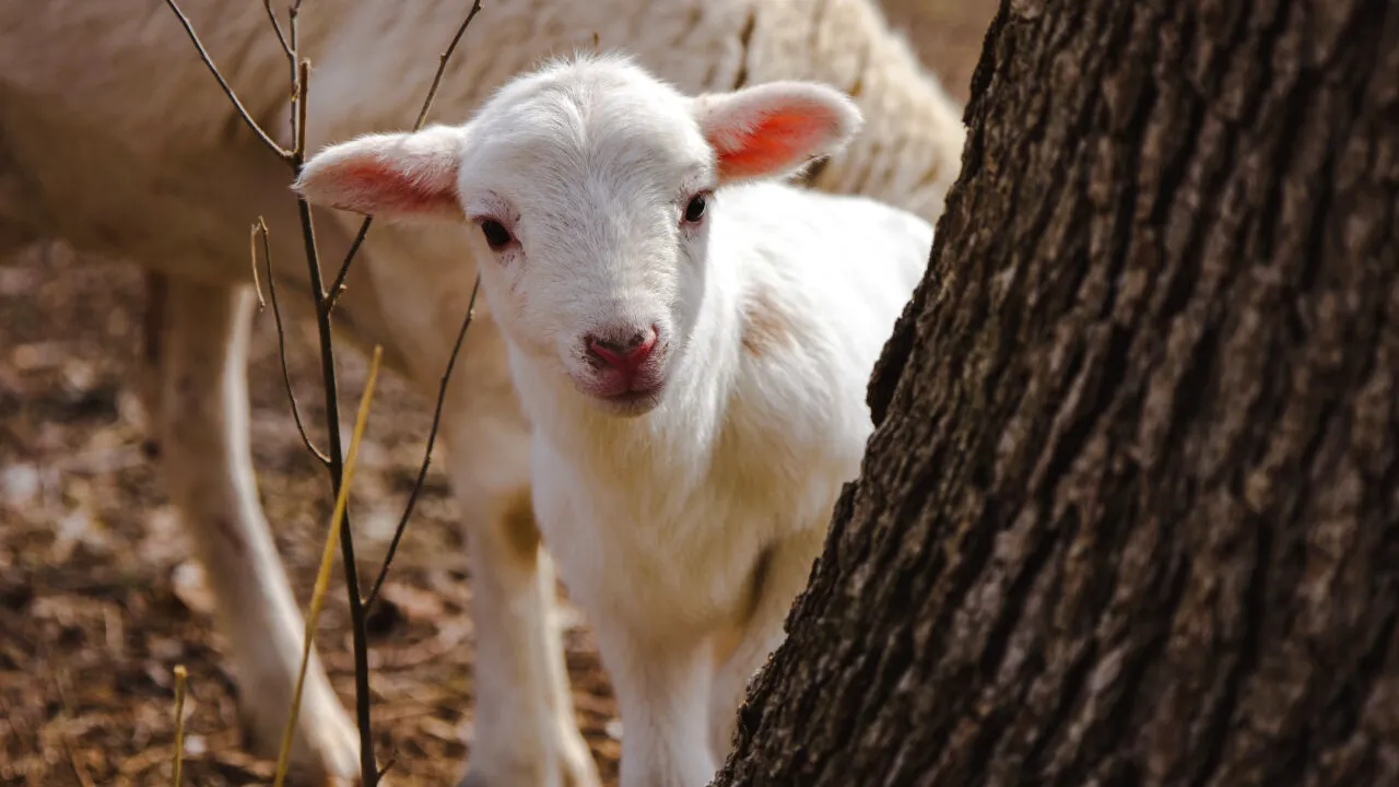 Cu cât se vinde un miel la o stână digitalizată din județul Vaslui. Cât plătești pentru un kilogram în viu