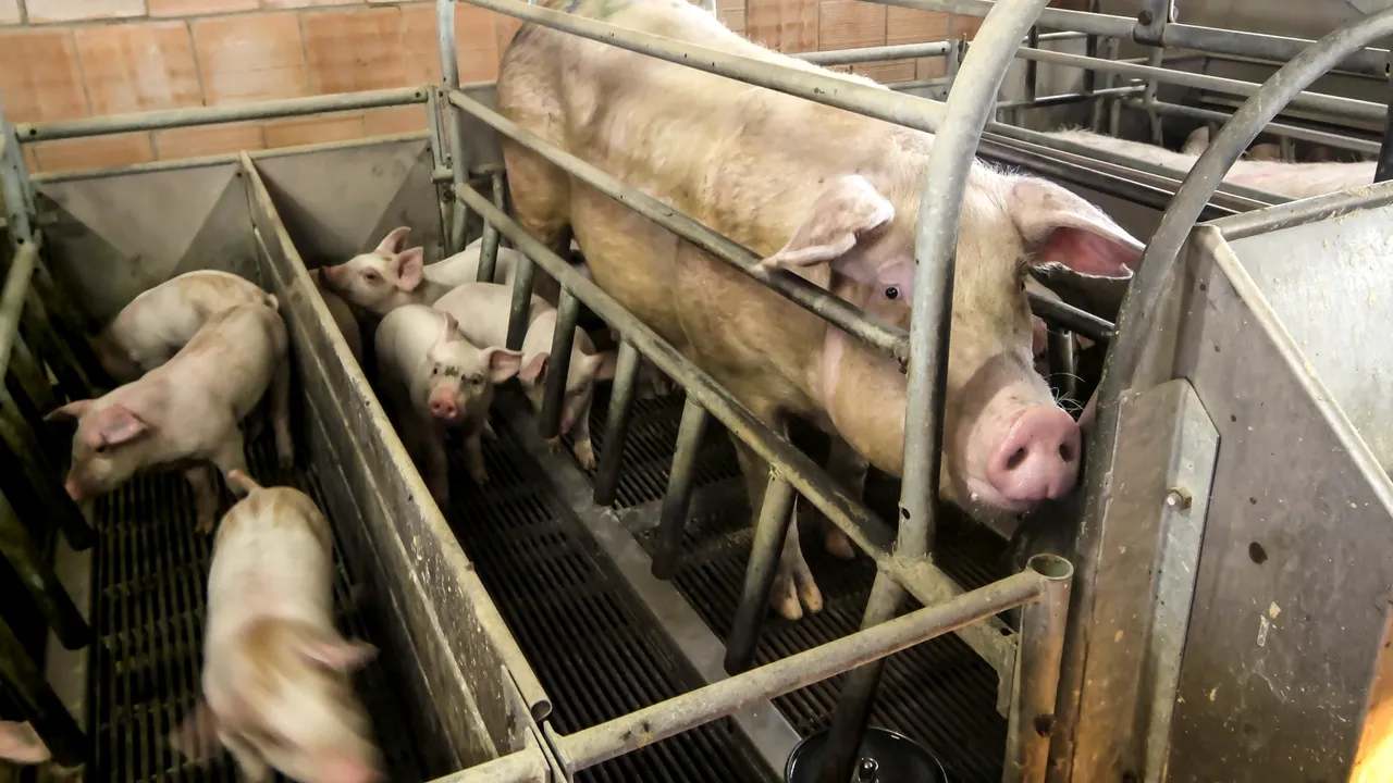 DOSAR PENAL în cazul primului focar de PESTĂ PORCINĂ din Teleorman. Prefect: Vom vedea dacă PORCUL BOLNAV a fost pus acolo INTENȚIONAT 