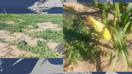 Pepenii românești, tot mai puțini. Fermierii preferă să cultive PORUMB zaharat