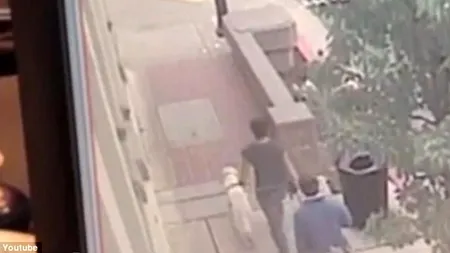 Un câine le-a salvat viața celor doi dresori cu care mergea pe trotuar. VIDEO