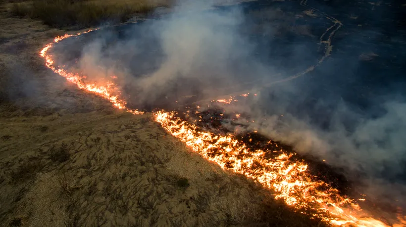 Animalele sălbatice din Siberia, obligate să-și părăsescă habitatul natural din cauza incendiilor devastatoare - VIDEO