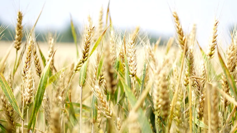 CEREALE. Fermierilor le-a fost frică să cultive aceleași suprafețe. Seceta din 2020 a redus producția de grâu cu 40%