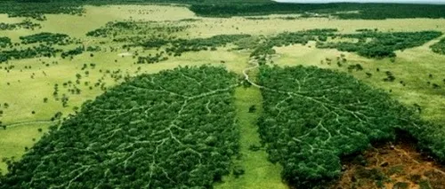 DEFRIȘĂRI. Mai mult de jumătate din pădurile lumii sunt deținute de cinci țări de pe trei continente