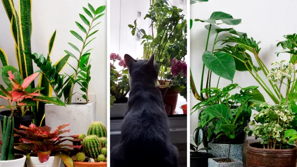 Plantele de apartament care îți pot otrăvi cățelul sau pisica. La ce trebuie să fiți atenți