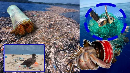 Marea Insulă de Gunoi din Pacific se transformă întru-un continent plutitor populat de vietăți marine călătoare