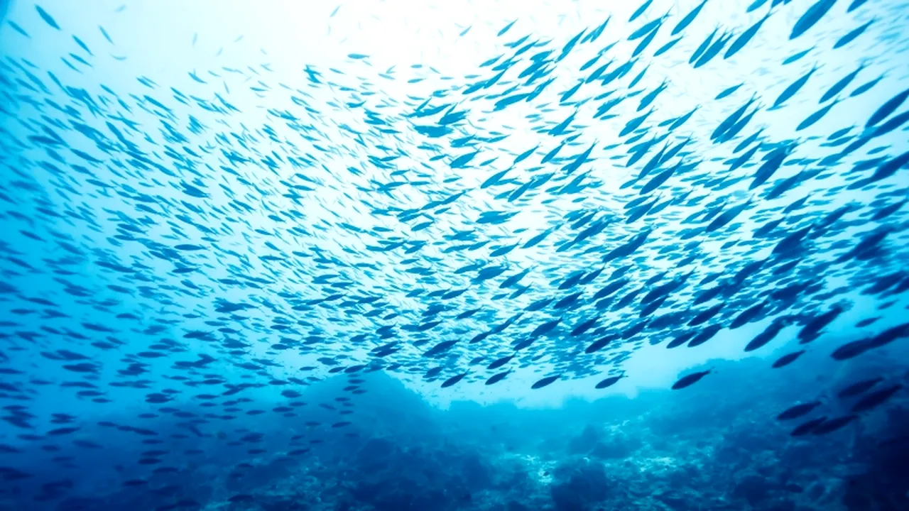 Dezastrul din oceane: ce s-a întâmplat cu populațiile de animale marine în ultimii 40 de ani. ''Suntem pe marginea prăpastiei''