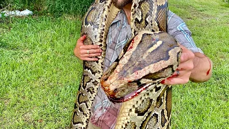 INTERNAȚIONAL. Piton de 5,18 metri, capturat în Florida. Atenție, imagini VIDEO șocante!