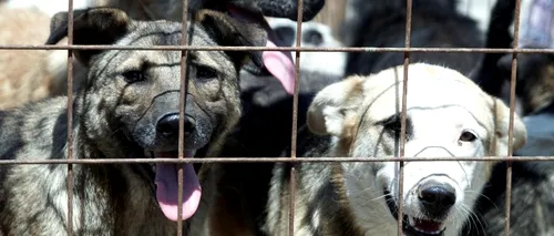 Câteva zeci de persoane au protestat la Universitate față de eutanasierea câinilor maidanezi
