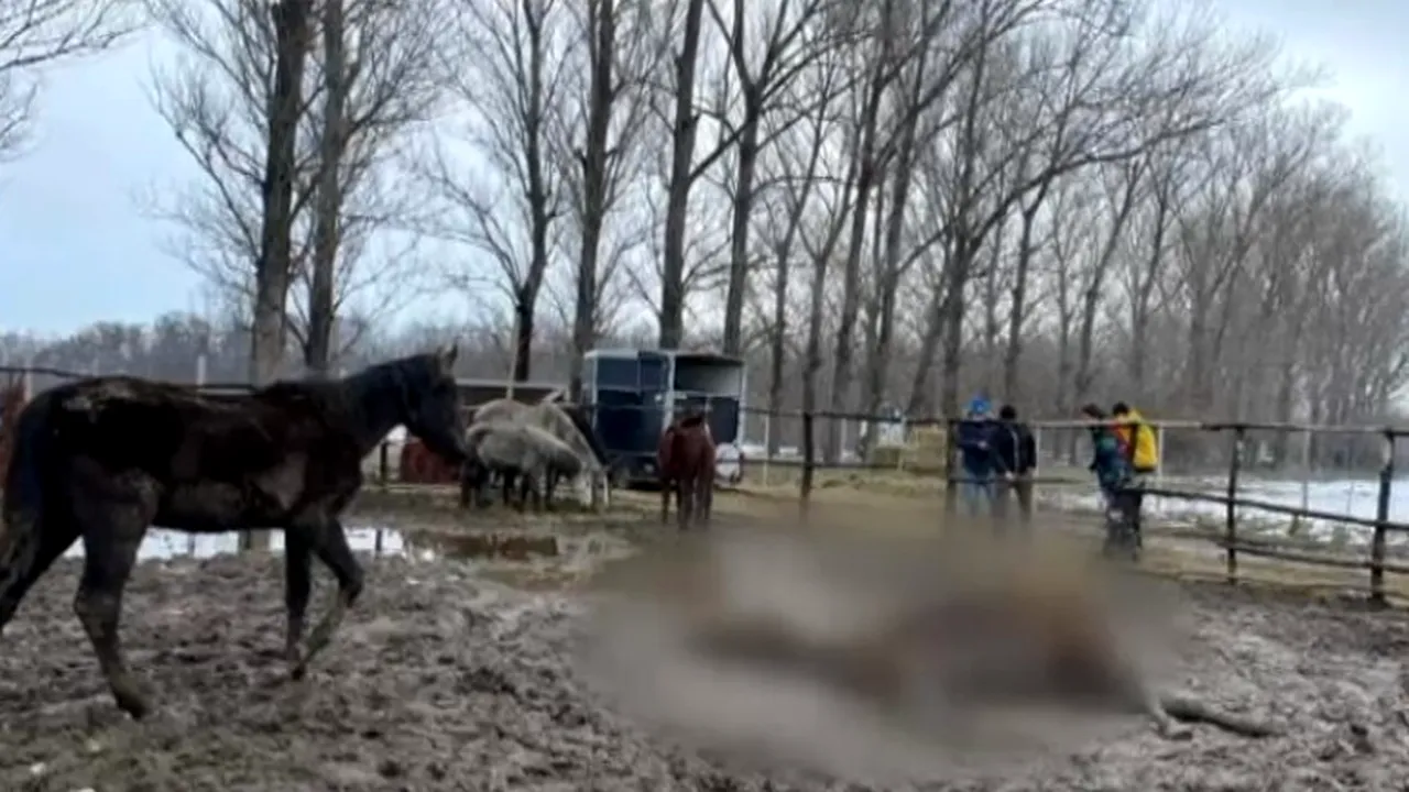 Zeci de cai și câini, lăsați să moară de FOAME, în Ilfov! Animalele mâncau pământ ca să supraviețuiască