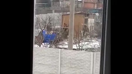 VIDEO | Soldați ruși, filmați în timp ce fură găini dintr-o curte. Cum lovesc păsările și aleargă după ele