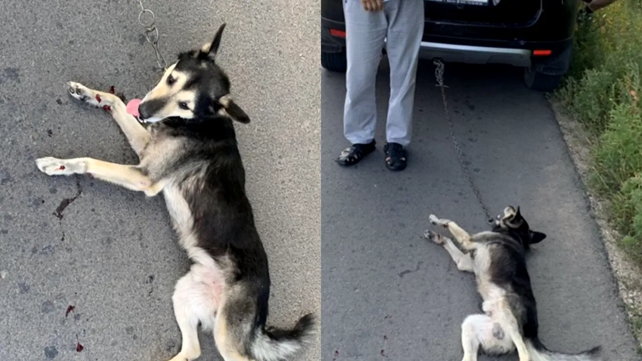 Un preot a legat un câine de mașină și l-a târât pe șosea: „Am vrut să-l pedepsesc