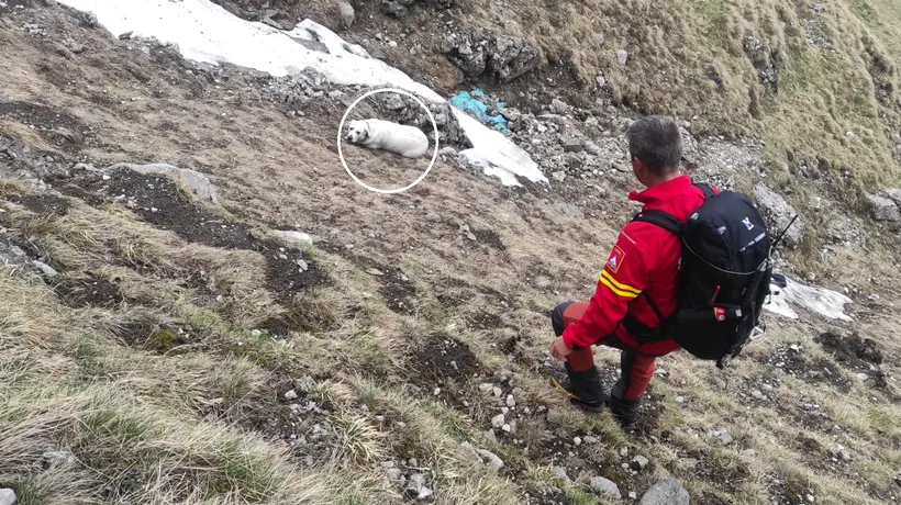 Un câine a CĂZUT aproape 200 de metri într-o prăpastie din Bucegi. Salvamontiștii din Bușteni: „Niciun om nu a scăpat cu viață de acolo”