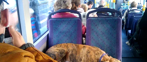 Orașul din România în care câinii au nevoie de bilet de autobuz