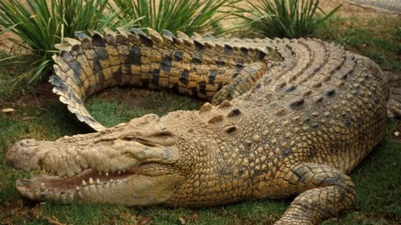 Africa de Sud: 15.000 de crocodili au scăpat dintr-o crescătorie