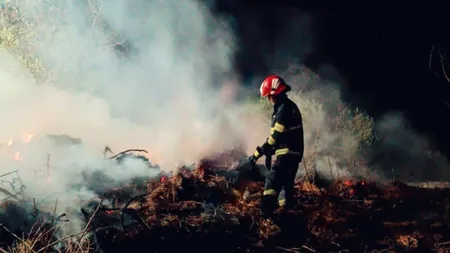 Giurgiu. Plantație de arbori Paulownia, distrusă de un INCENDIU provocat de o țigară