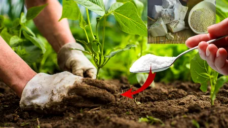 Un bărbat a turnat un amestec de drojdie cu zahăr la rădăcinile plantelor și după 5 zile a rămas uluit! Descoperirea din curte a ajuns virală