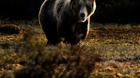 Un cioban din Prahova, în vârstă de 71 de ani, a fost atacat de urs. Câinii l-au salvat de animalul sălbatic