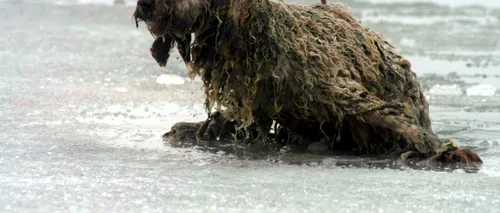 Un câine rămas pe o bucată de gheață în albia râului Ialomița, salvat de pompierii ISU Dâmbovița
