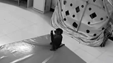 Mică, dar ingenioasă: O maimuță de la o grădină zoologică i-a furat telefonul îngrijitorului și a... - VIDEO 