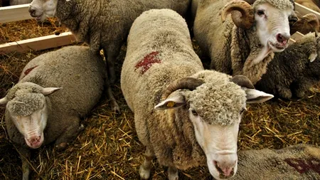 Rusia a limitat importurile de animale din Italia, Bulgaria și Grecia