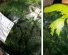 Fiindu-i poftă, o bucureșteancă a cumpărat un pepene din METRO. Ajunsă acasă, a înlemnit. Ce era pepenele, de fapt