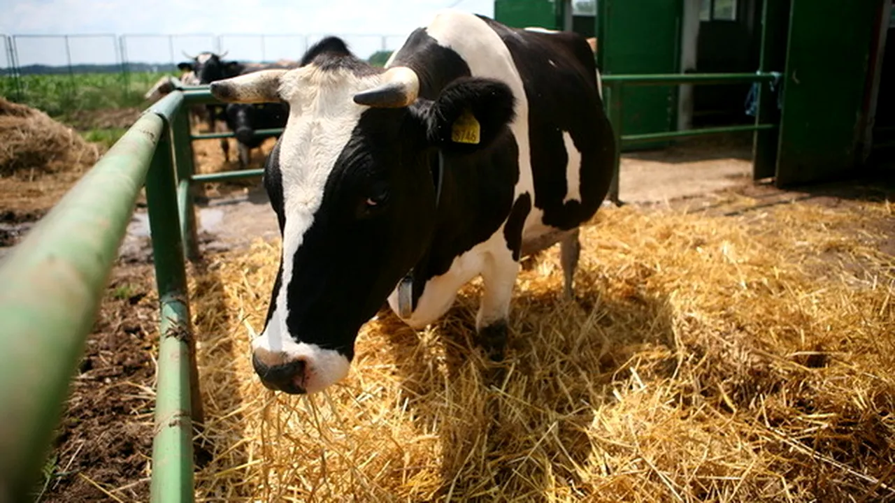 Unul dintre cei mai mari producători de mezeluri din România intră pe piața lactatelor