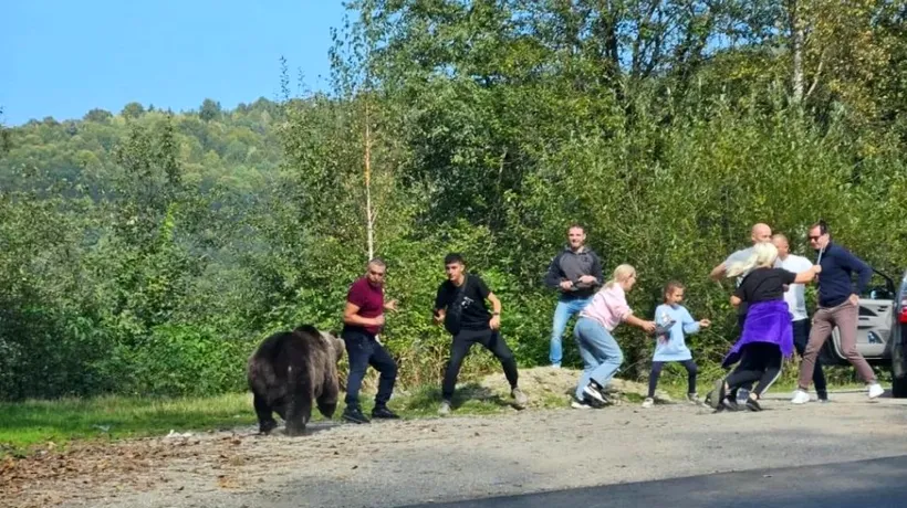 „Ședință foto” HORROR pe Transfăgărășan. Mai mulți turiști, inclusiv copii, au fost la un pas să fie sfâșiați de un urs