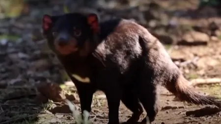 Diavolii tasmanieni au decimat populația de pinguini de pe o insulă australiană