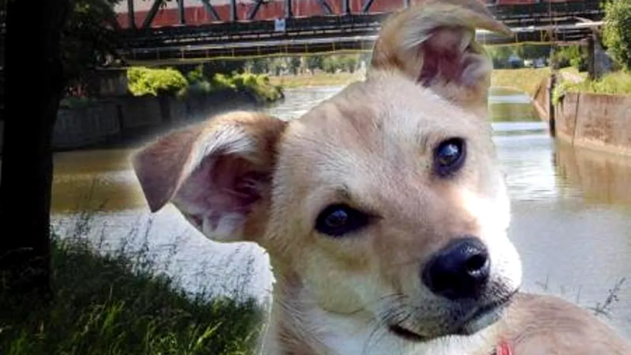 O familie de belgieni a adoptat un maidanez din România. Ce s-a întâmplat acum a ajuns știre în toată Belgia