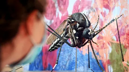 Orașul în care autoritățile oferă RECOMPENSĂ pentru țânțarii prinși. Soluția disperată de a stopa o boală gravă