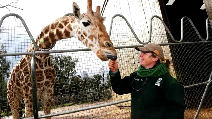 A murit cea mai bătrână girafă din lume. Câți ani avea Mutangi