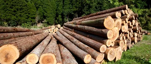 Publicația  Politico despre problema exploatării ilegale a pădurilor din România: ”Politicienii din țară  se învinovățeasc reciproc”