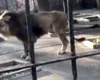 Garda Națională de Mediu a descoperit primul exemplar de LIGRU din România într-o grădină zoologică improvizată din Suceava