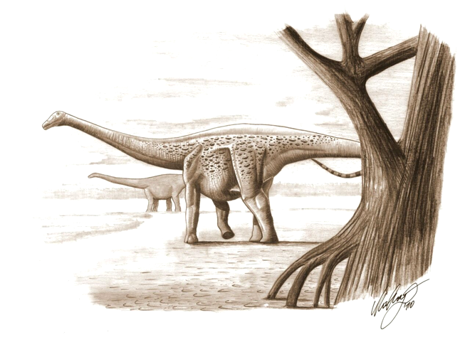 Magyarosaurus. Sursa Foto: Profimedia 